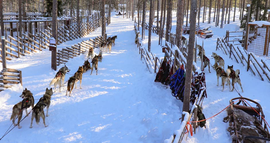 Arctic Circle Husky Park