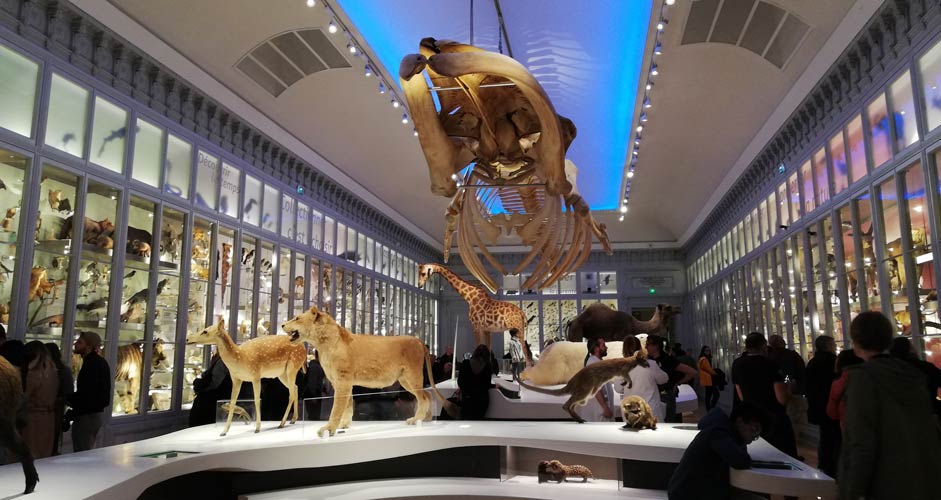 Das Naturhistorische Museum in Bordeaux