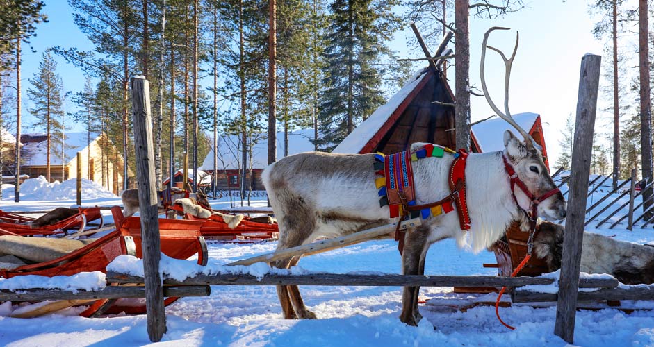 Santa Claus Reindeer