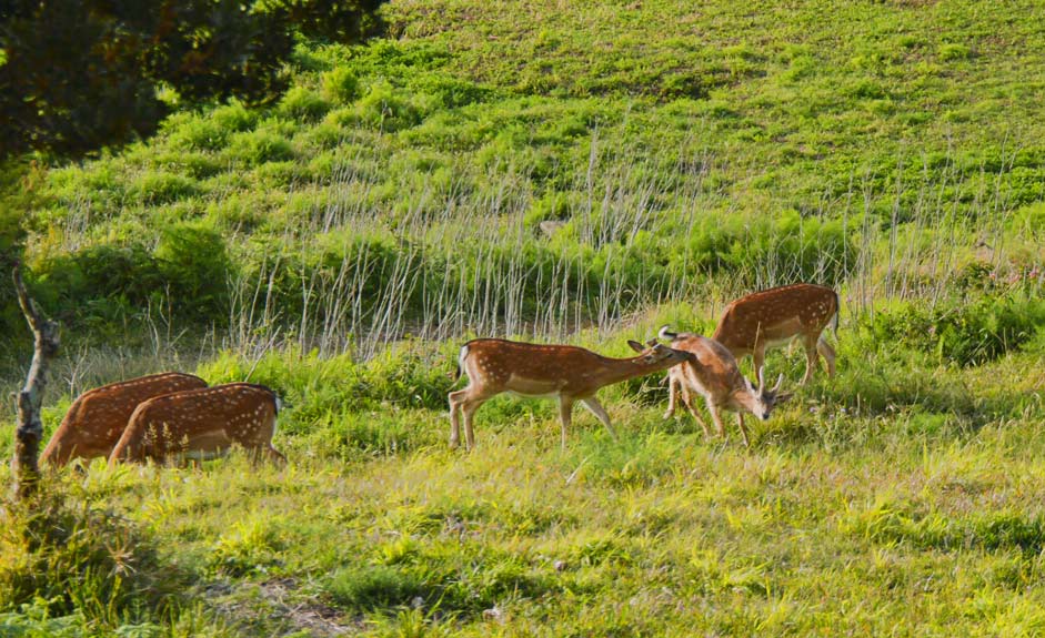 Hirsche im Monte Brasil Park